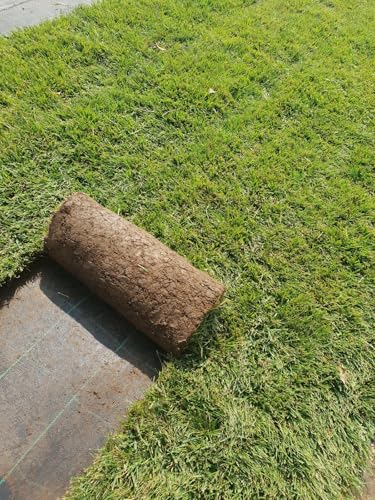 Césped inglés natural en rollos de 10 metros cuadrados (festuca + poa)