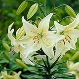 Garden State Bulb Sweet Surrender Asiatic Lily Flower Bulbs, 14/16cm, Spring Planting (Bag of 10)