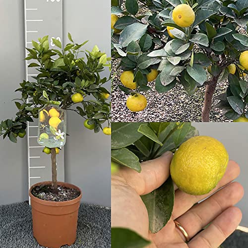 SAVINI VIVAI Pianta di Agrumi Limetta Dolce di Roma o Pursha in Vaso da 35 cm Altezza 150-180 cm 6-7 Anni di innesto Made Italy