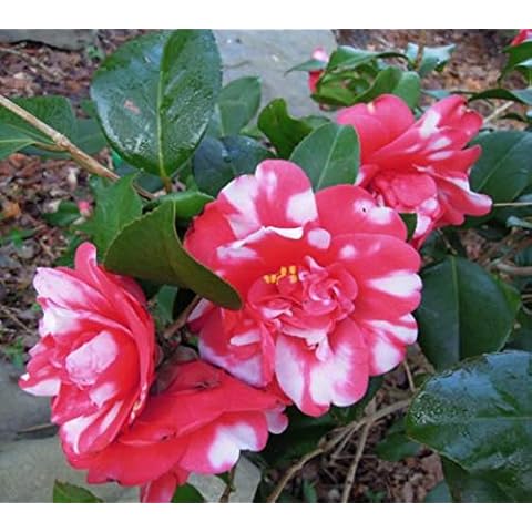 (1) - Governor Mouton Camellia Japonica - Starter Plant (4L) (1 Live Plant) Cover