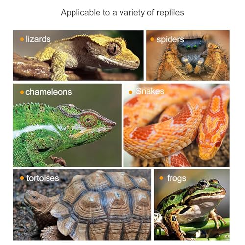 Branches de terrarium pour reptiles - Évitez les chutes avec ce bois stable - 5