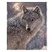 Dawhud Direct Fleece Throw Blanket by Collin Bogle (Lone Wolf)