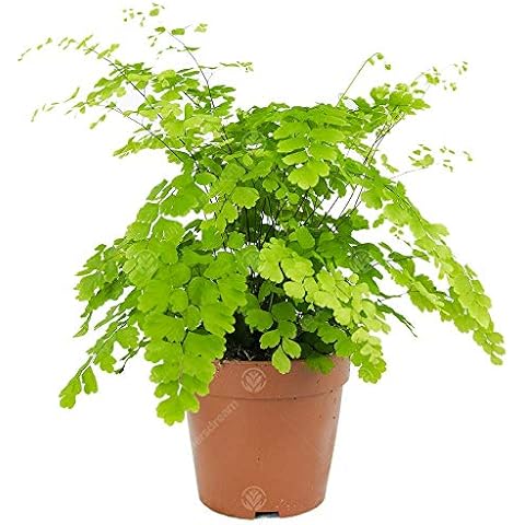 Maidenhair Fern - Indoor Houseplant by GardenersDream Cover