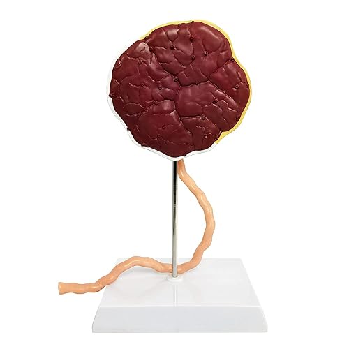 Miniatura 6 de Modelo anatómico del cordón umbilical de placenta, modelo de placenta del cordón umbilical de tamaño real con venas, estructura de tejido