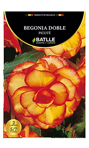 Semi Batlle - Begonia