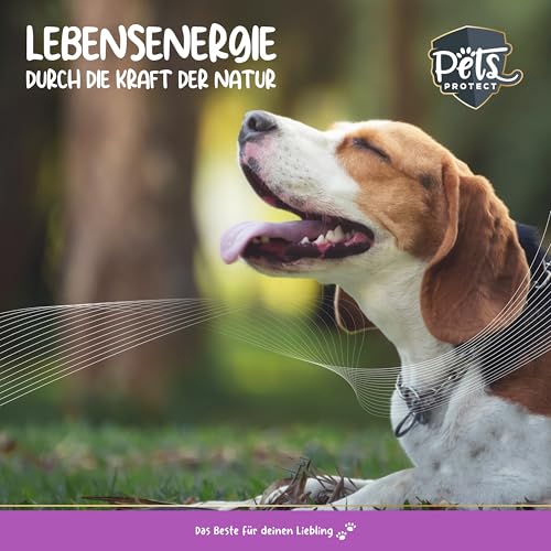 Pets Protect Bio Seealgenmehl für Hunde und Katzen – 100% natürliches Superfood | Barf Ergänzung | natürliche Jodquelle | reines Pulver ohne Zusätze | 150 g | 100% Bio-Qualität DE-ÖKO Zertifiziert