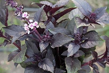 Amazon レッドルビンバジルの種 50粒 ハーブ Amazon レッドルビンバジルの種 50粒 ハーブ