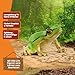 schleich WILD Life | Europäischer Laubfrosch 14882 | detailgetreue Tierfiguren | Zoo Spielzeug | tolles Geschenk für Jungen und Mädchen | Deko für Geburtstag | Spielfigur ab 3 Jahren | 4 x 5 x 3 cm