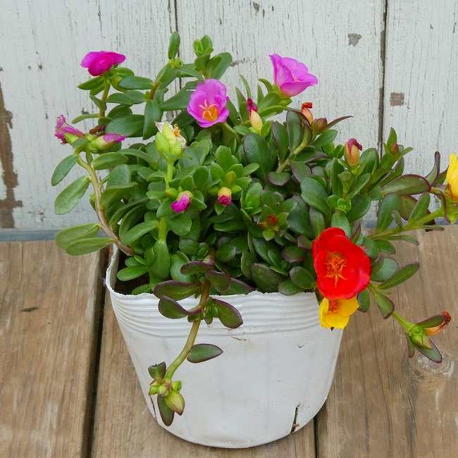Amazon.co.jp: Porturaka Seedlings 260707 Seedlings in Several