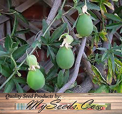 Big Pack - Passionfruit or Passion Fruit, Blue Passiflora caerulea Seeds - Non-GMO Seeds (Passionfruit (400 Seeds))