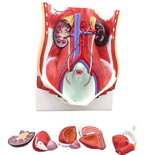 SLRMKK Modelo de Sistema urinario, Modelos de Ciencia de anatomía Humana, Pared entral, anatomía de órganos, Modelo de demostración de enseñanza genitourinaria para Tren Educativo