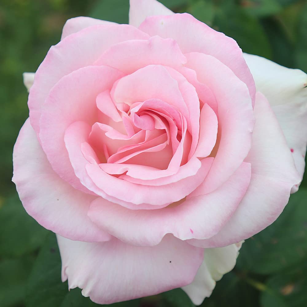 Amazon.com : Heirloom Roses Rose Plant - Great Century Pink Rose