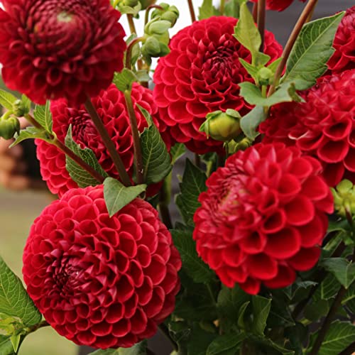 Votaniki Cornel Dahlia Bulbs - Perennial Decorative Ball Dahlia - Large Blooms, Beautiful and Versatile Dahlia Flower Bulbs for Planting - Stunning Garden Display (1 Pack)