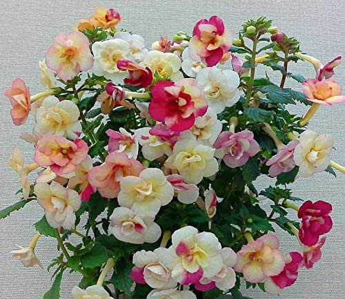 Radha Krishna Agriculture Achimenes Mix Flower bulbs for a Gardening (pack of 8 Flower Bulbs) (B08PPDS1HD) Amazon Price History, Amazon Price Tracker