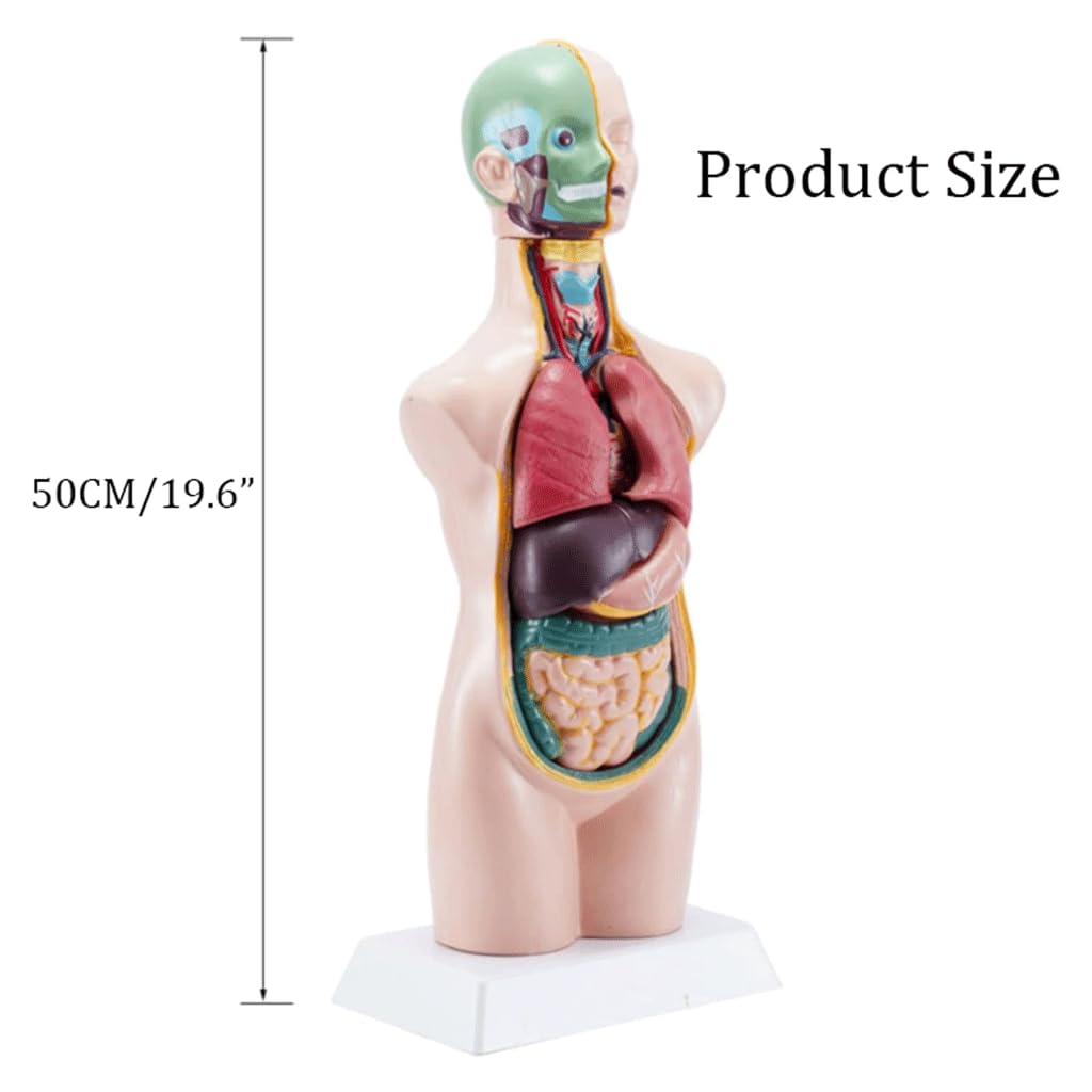 人体の世界 人体解剖模型 ジョシアン・ミニ 半券付き Amazon.co.jp: 人体の世界 人体解剖模型 ジョシアン・ミニ 半券