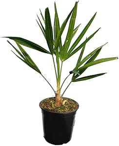 Plant In A Box - Trachycarpus Fortunei - Palmier De Chine - Palmier Exterieur - Set De 2 - Pot - Foto 8
