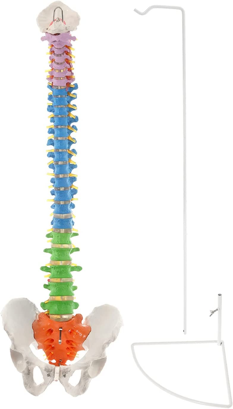 Flexible Anatomy Spine Model 85cm/33.46in Bendable with Holder Stand Colored Vertebrae Lumbar Spine Model with Nerves for Chiropractors Life Size (B0BGJ49NZY) Amazon Price History, Amazon Price Tracker