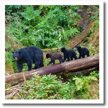 3dRose Black Bear Triplets Follow mom at ANAN Creek. - Iron on Heat Transfers (ht-380611-1) disponible en Yaxa Venezuela