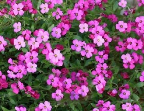 250 Semi di Arabis Rosea Roccia Crescione (perenne)