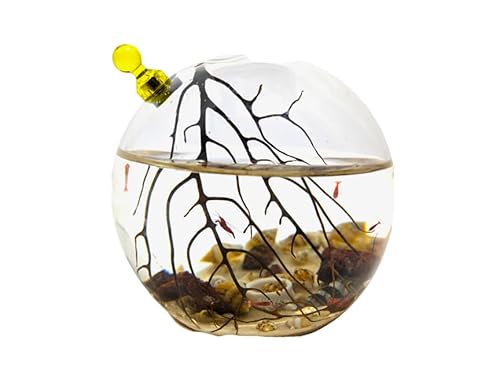Glass Self Sustaining Shrimp Ecosphere by ShrimpsCity