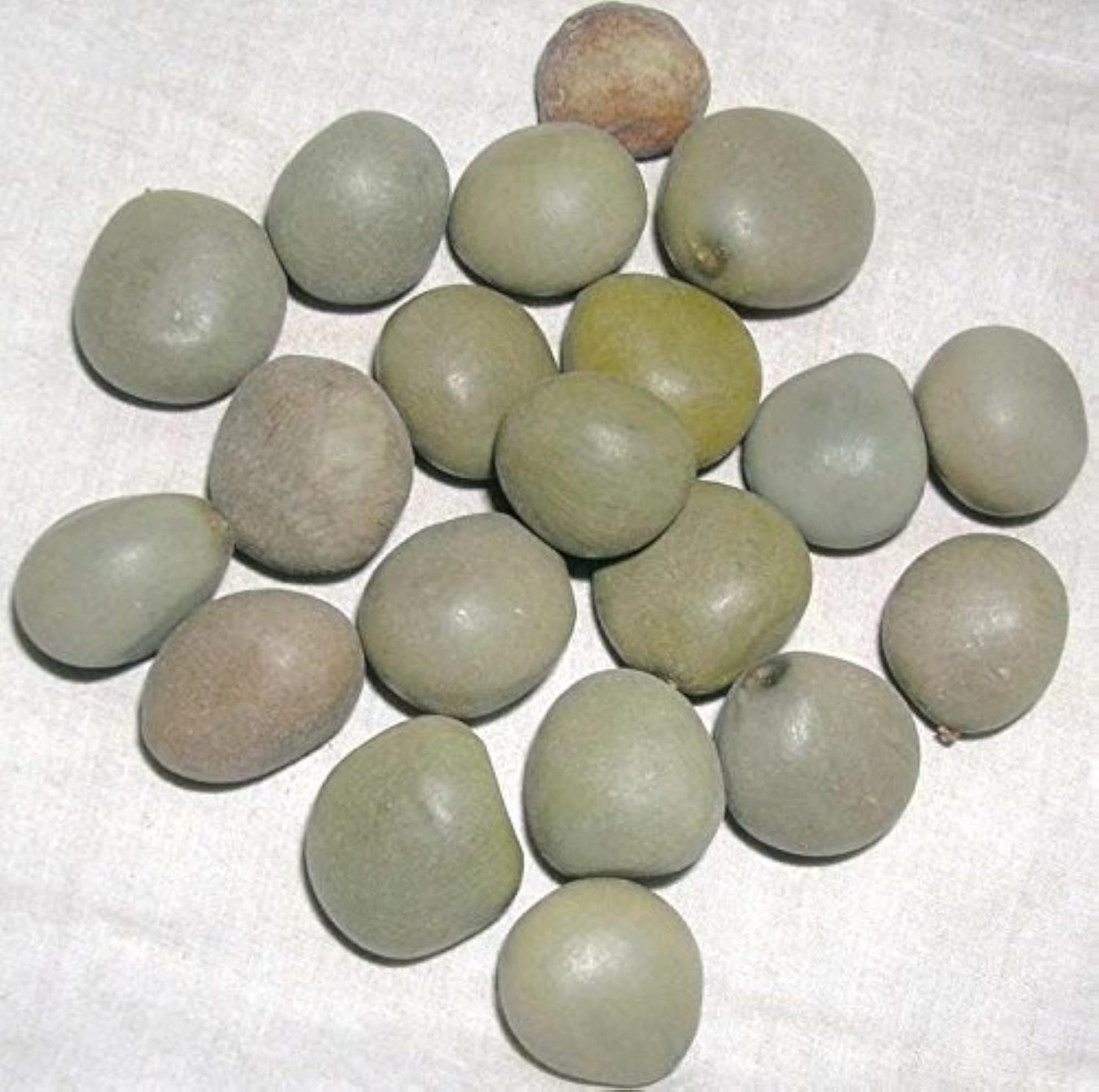 KTC Kankach Beej 500g
