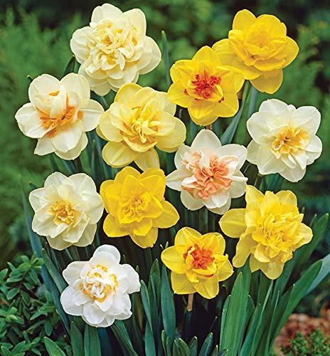 FernsFly®IMP. Daffodil Flower Bulbs + Hyacinth Flower Bulbs Combo Aromatic Flower Bulbs Pack Home Outdoor Gardening Flowers Blooming (1 Set of 3 Daffodil + 3 Hyacinth) (B097BNSSGB) Amazon Price History, Amazon Price Tracker