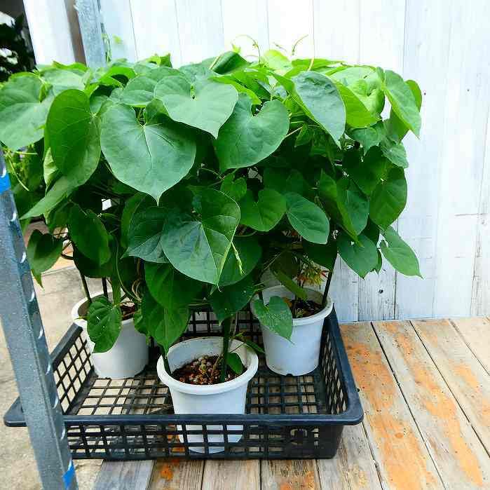Amazon.co.jp: 夜来香 5号鉢 イエライシャン 行灯仕立て 香りの花