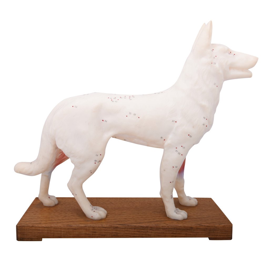 66fit Dog Acupuncture Model - Animal Pressure Points Veterinary