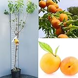 SAVINI VIVAI Plantes fruitières Antonio Errani Abricotier en pot 22-24 cm 2-3 ans Hauteur 130-150 cm