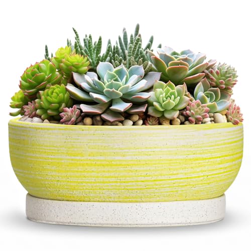 Wliror Succulent Pots, 13 Inch Ceramic Bonsai Tree Pots, Brushed Yellow