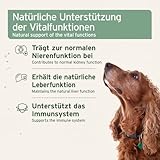 AniForte Bio Ägyptisches Schwarzkümmelöl für Hunde & Pferde 500ml - Kaltgepresstes, natürliches Schwarzkümmel Öl, Barf Zusatz in Premium Qualität, Recyclebare Verpackung