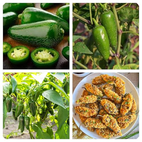 Semi di Peperoncino Jalapeño, Jalapeno Jalapegno Varietà Messicana, 100 Semi, per Giardini Aiuole Fioriere Orto, Coltivazione Outdoor, Altezza 50 cm
