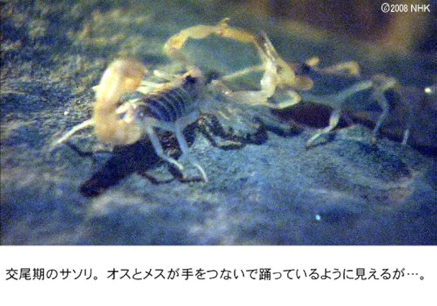 (未使用･未開封品)　ファーブル昆虫記 南仏・愛しき小宇宙 DVD-BOX[3枚組] ar3p5n1 未使用・未開封品) ファーブル昆虫記 南仏・愛しき小宇宙 DVD