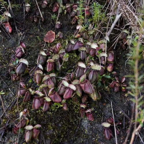 Semillas de planta carnívora de jarra enana Plantas en maceta resistentes al aire libre cefaloto folicular Plantas de jardín perennes resistentes semillas de bonsái, plantas herbáceas 50pcs