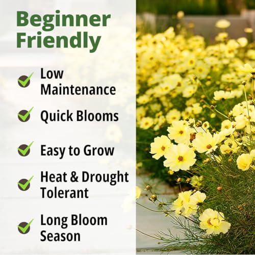 Image of HOME GROWN Cosmos 'Dwarf Lemon' Seeds - 300 Dwarf Cosmos Flower Seeds for Planting, Compact Yellow Blooms, Heat Tolerant Annual for Outdoor Gardens (.2g) - Cosmos sulphureus 'Dwarf Lemon'