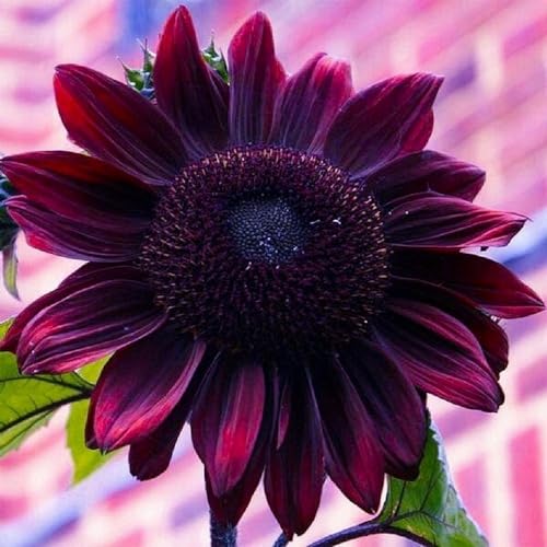 Sunflower Seeds for Planting – Plant & Grow Heirloom Chocolate Cherry Sunflowers in Home Outdoor Garden - Planting Instructions for Vibrant Blooms - Great Gardening Gift, 1 Packet