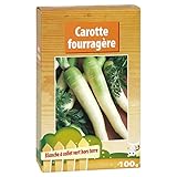 zanahoria blanca en mexico  Semillas de zanahoria blanca con cuello verde - caja de 100 g