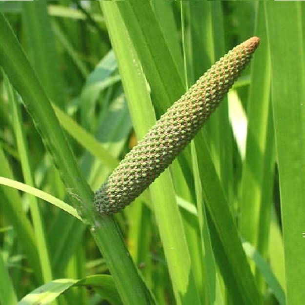 Indiana Sweet Flag Flagroot Acorus calamus Sweet grass Bojho Bacha Vacha Bach Hnim-rimtui Ghorabach Vasa Athibaje Vaembu Vashampa Vashambu Pullai-valathi Vekhand Safed bach Live Plants_Odiplantz-image-3
