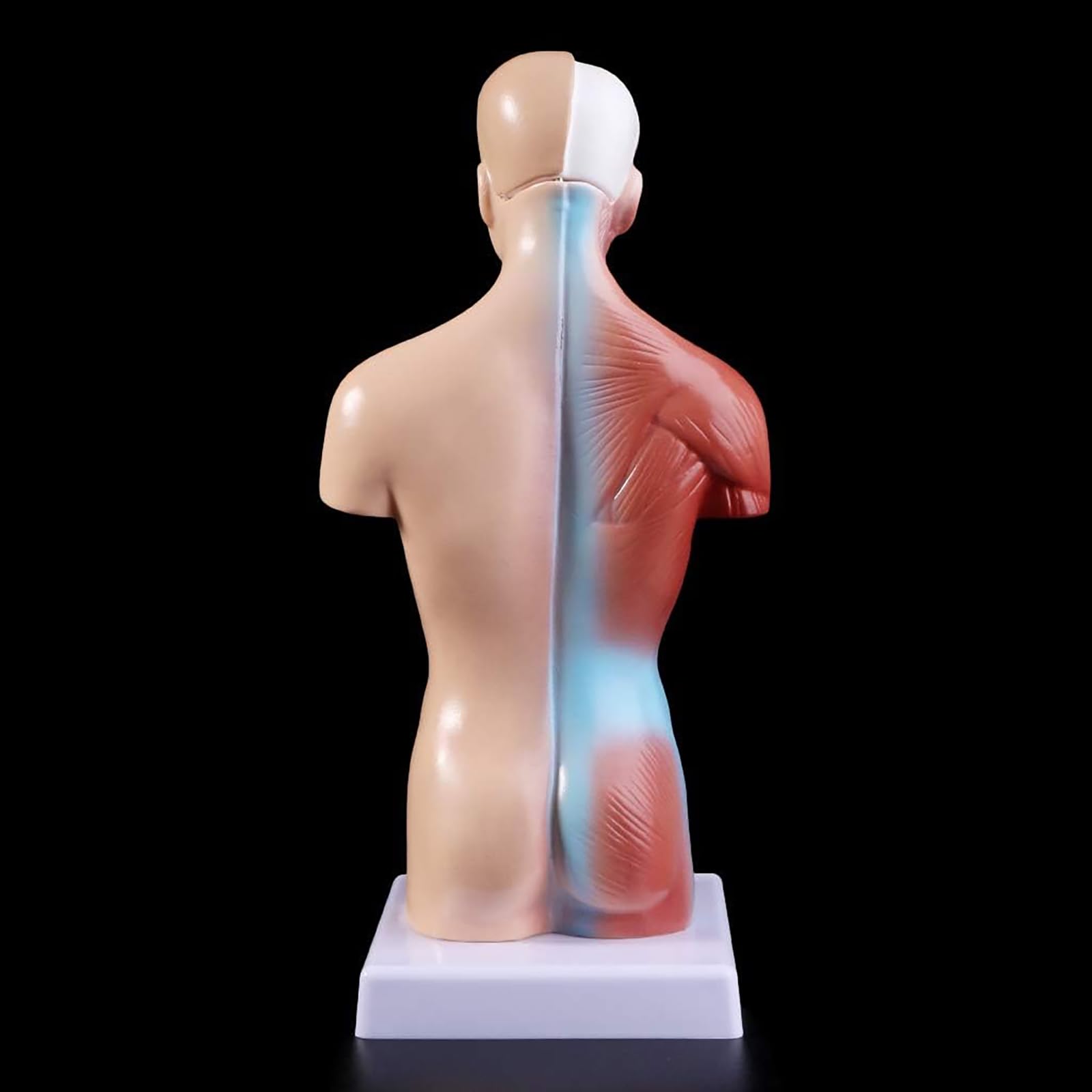 Modelo anatómico del Cuerpo Humano de 28 cm de Altura, Modelo del Torso Humano Desmontable en 15 Piezas, Herramienta Visual educativa para el Aprendizaje Escolar