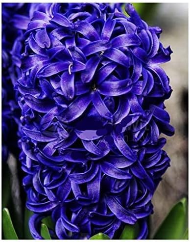 5 Aida Hyacinth Bulbs - 16-17 cm Vibrant Spring Blooms in Rich Colors for Zones 4-10 Pre-Chilling Required for Zones 8-10 for Optimal Growth