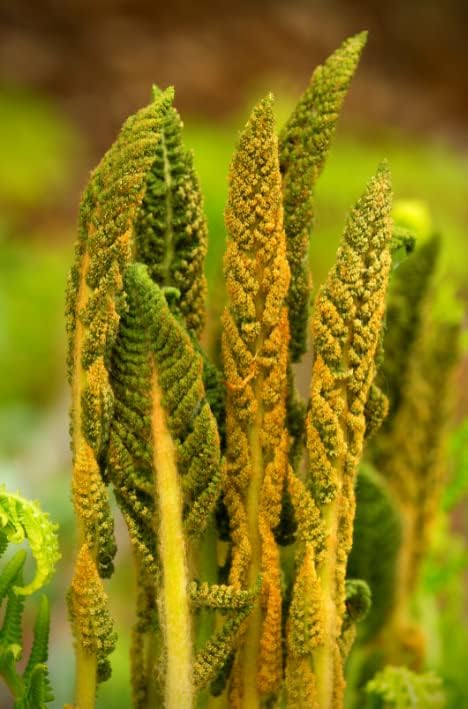 Miniatura 3 de 5 rizomas vivos de planta de helecho de canela para plantar cubierta de suelo, adorno de jardín perenne