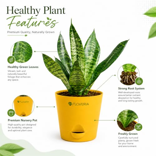 Image of Snake Plant Live Indoor with Pot | Air Purifying Indoor Plant | Low Maintenance House Plant for Home, Office & Bedroom | Sansevieria Live Plant for Home Decor & Gifting