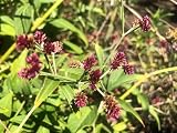 Gomphrena decumbens Airy Bachelor Buttons - 30 Seeds