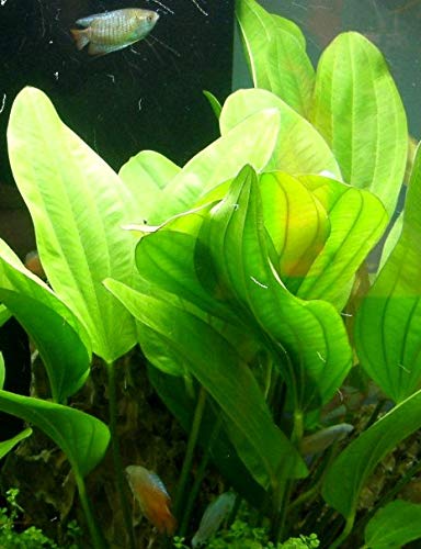 10 Töpfe + 10 Bund Wasserpflanzen, Aquarienpflanze