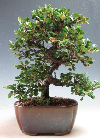 Amazon.co.jp: 盆栽 実付き！紅紫檀/ベニシタンの鉢植え盆栽（3461