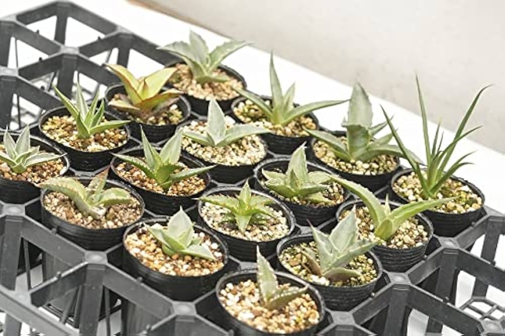 Amazon.co.jp: 当店人気 アガベお任せ 5種5ポットセット（2号