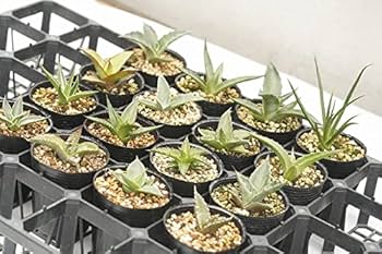 ウ*シ様 アガベ　セット販売　お買い得！　訳あり ウ*シ様 アガベ セット販売 お買い得！ 訳あり アガベ（花ギフト