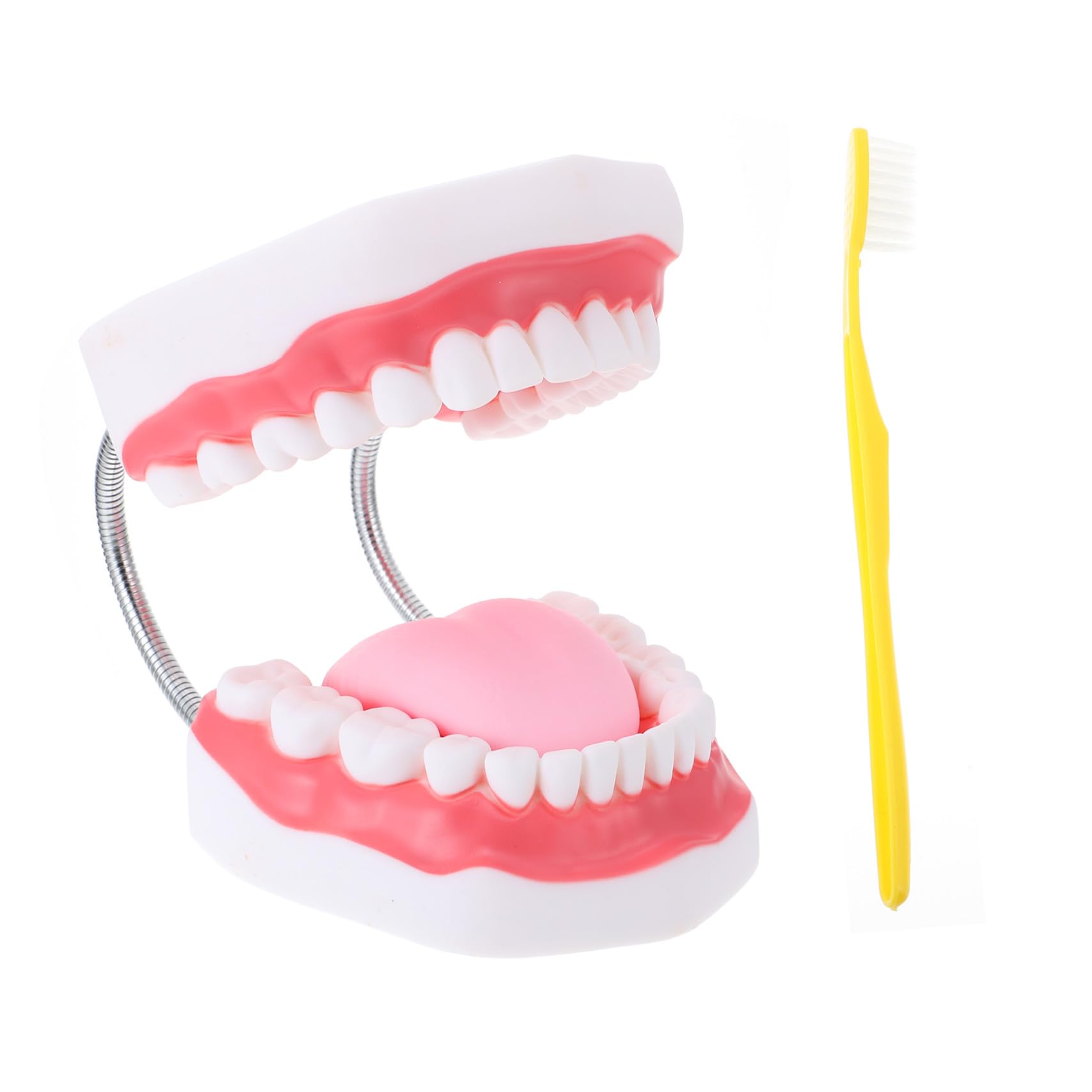 Modello dei Denti 6x Bianco in Pvc con Spazzolino Didattico | Gioco Interattivo per Ragazzo Ragazza, Supporto alla Comunicazione Genitore-figlio, 1 Pezzo