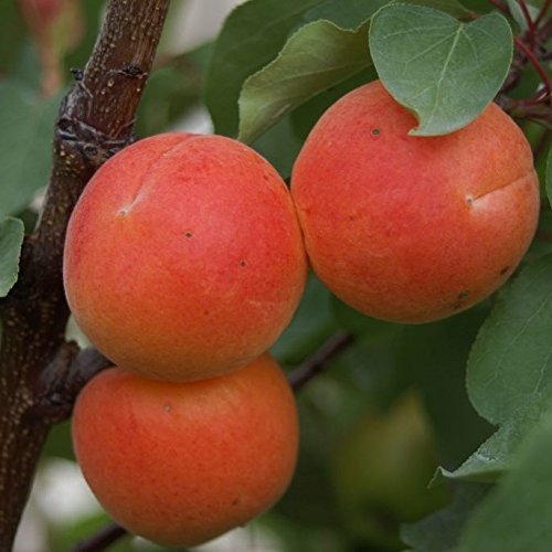 Aprikosenbaum Kuresia (S) saftigsüß scharkaresistent Busch 110-140 cm im 7,5 L Topf Unterlage St.Jul.A