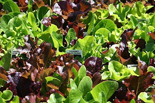 Gourmet Cut+Come Again Mezcla de hojas de ensalada Oferta de semillas excelente Miles de semillas
